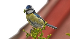 Blaumeise_mit_Futter (15).jpg